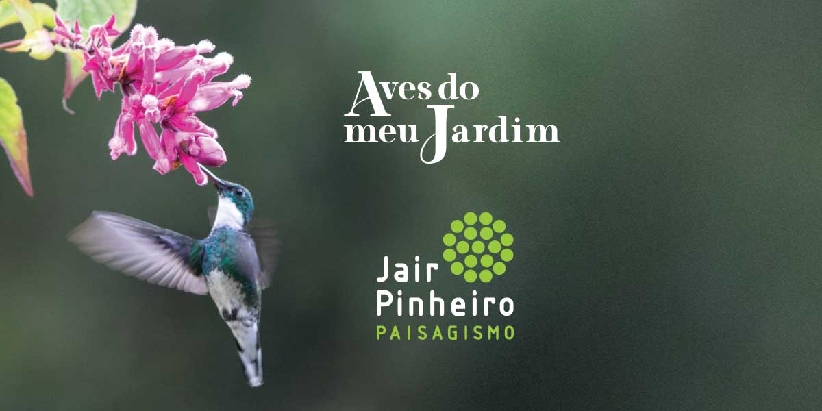 Jair Pinheiro - Aves do meu jardim